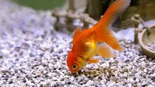 Gold Fish Eating Food ( Red Worms) Sweet Gold fish