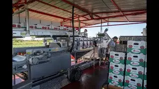 Univerco  - Vegetable Wash Line / Ligne de lavage pour légumes