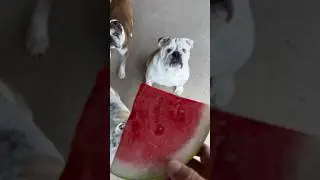 Bulldogs Eating Watermelon 🍉 