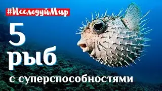 Познавательная передача 