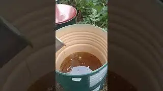 качаем подсолнух 5 день.