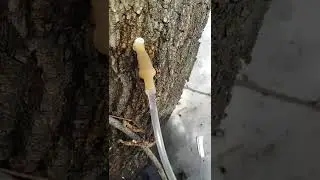 Кленовый сок пошёл