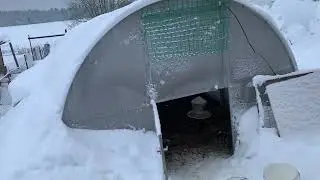 Гуси Мамут и Адлерские зимуют в теплице