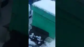 пчелы на 31 января.