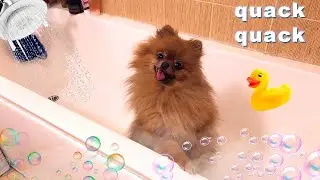 Funny Dogs Pomeranian Spitz take a shower - Puppy Videos 2020