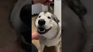 НАСТОЯЩИЙ СОБАЧИЙ КАЙФ