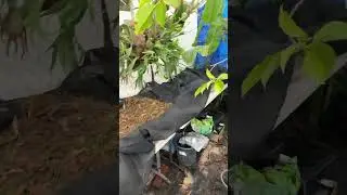 DIY heating pad to start seeds on. Using compost.
