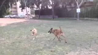 Dogs play עמית