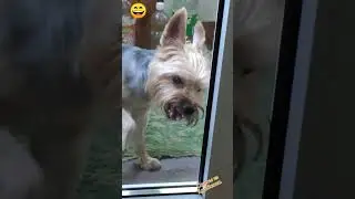 Узник замка Иф 🤣Мой Пёс Микки