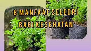 8 MANFAAT SELEDRI BAGI KESEHATAN YANG PERLU KAMU KETAHUI