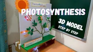 Photosynthesis model for 