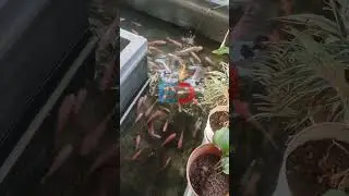 Ikan Nila