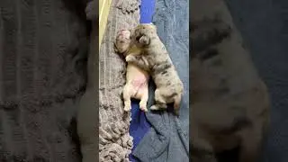Малыши свободны🥰 