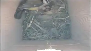 23/04/09 Morning at the nest box