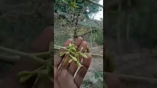 How to Grafting Techniques | Papaya Tree Grafting | Fruit Plant Grafting
