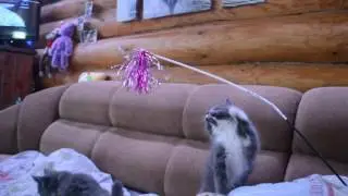 Котята Мейн кун
