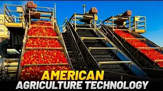 American Agriculture Technology | Harvest Billions Of Tomatoes In California