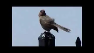 California Towhee 