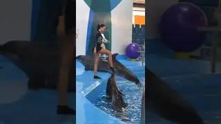 Dolphin Dance.