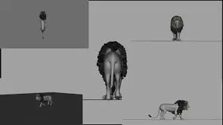 Lion realistic walk cycle