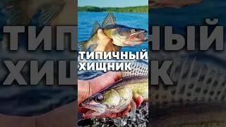 Судак - хищная рыба с клыками. Вкуснейшая рыба семейства окунёвых 