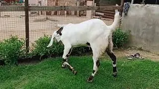masha allha top quilety sojat goat aveleabe for sell