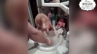 Приколы с котами –СМЕШНАЯ ОЗВУЧКА ЖИВОТНЫХ   ПОПРОБУЙ НЕ ЗАСМЕЯТЬСЯ от Ks Frosty