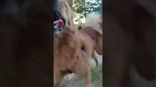 Вечерком по лесной дороге