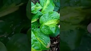 Хоста Манго Танго