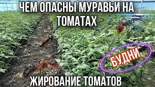 Нашествие муравьев. Жирование. Как боремся? Почвенные вредители