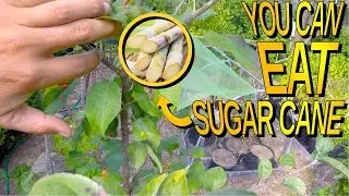 How To Grow Sugar Cane On A Tree