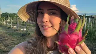 Pitaya Mr Woo