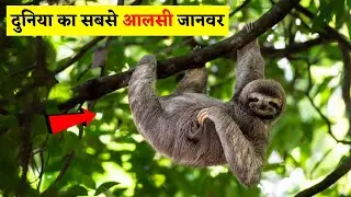 दुनिया का सबसे आलसी और अजीब जानवर | World's Most Laziest Animal | Wildlife Adventure In Hindi.
