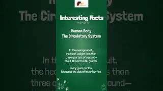 Human Body | Facts | The Circulatory System | 5