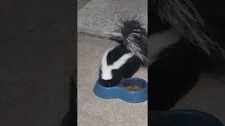 Pepe Le Pew