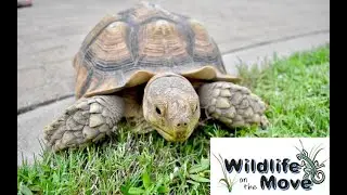 2023 TELLY AWARD NOMINEE - Episode 5: Let's GO WILD - 