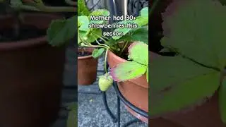 Fall Update, 
