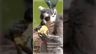 Лемуряче новосілля / Lemurs housewarming