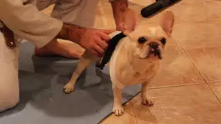 Brazilian Jiu-Jitsu For Your Dog