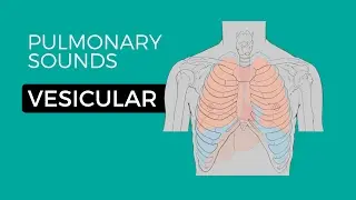 01 _ Normal Lung Sounds - Vesicular breath sounds