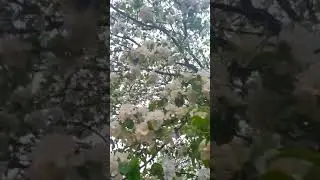 Яблони в цвету...