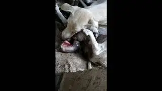 Amazing Staffordshire Dog Giving Birth to 8 pups