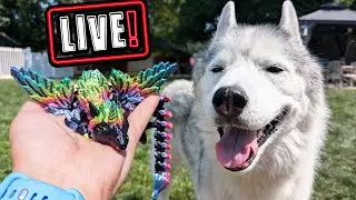LIVE with the Huskies and Dragon Launch!