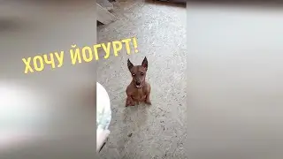 ЛЮБИТ ЙОГУРТЫ!