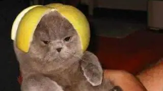 cute cats
