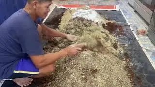 Paano Mag COMPOST ng SAWDUST para sa OYSTER MUSHROOM part 1