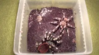 Nhandu chromatus dopuszczanie (kolejny samiec, który miał pecha)