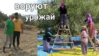Olive harvest season in Turkey / what is the income from the harvest?