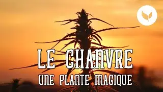 Le retour du CHANVRE