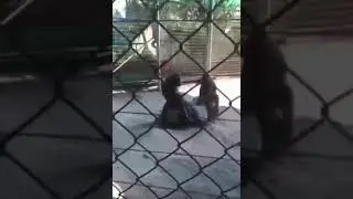 кекс мартышек